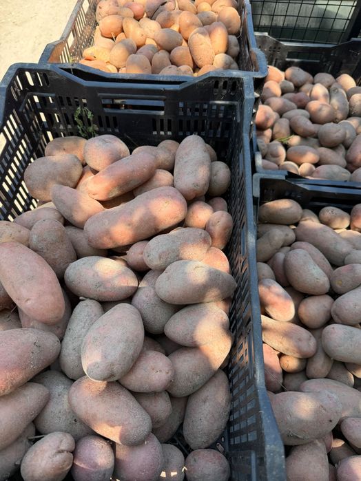 Batata nova Manitou