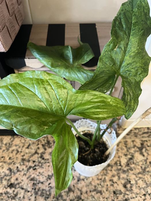 Plantas disponíveis para venda