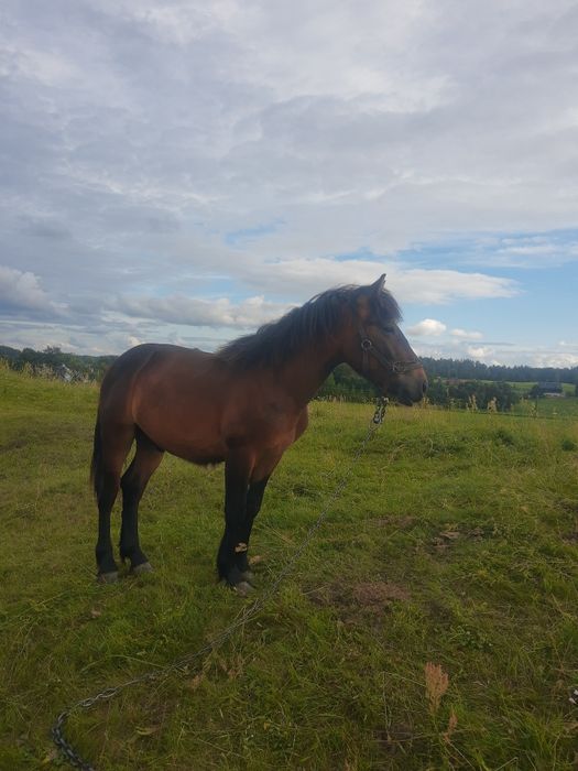 Sprzedam ogierka, kon