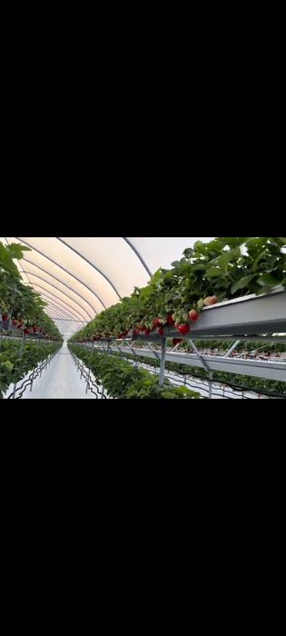 Rynny uprawowy do truskaweki