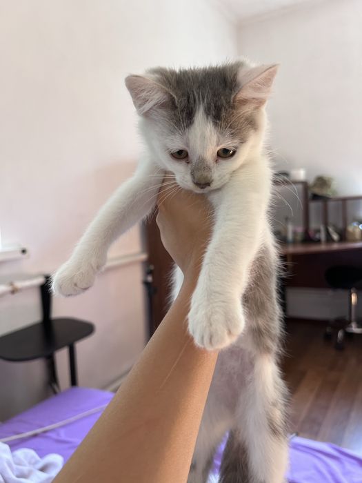 Отдаю в добрые руки котика, дворняга