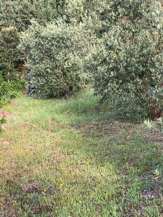 Terreno com palheiro em Ruinas