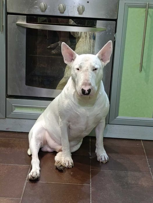 Бультерьер для вязки