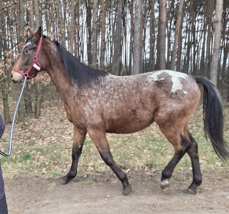 Walach malopolski 2 lata
