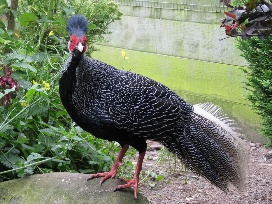 Macho de Faisão de Lewis