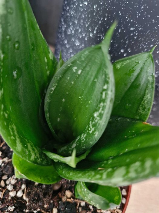 Sansevieria#Nadwyzka#Sprzedam