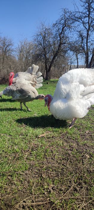 Інкубаційне яйце індиків, індики