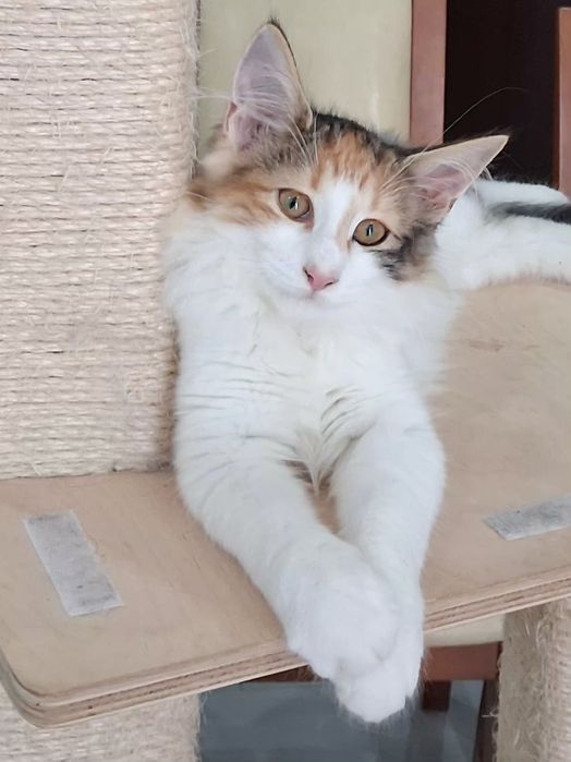 Gatinha Bosques da Noruega com lop