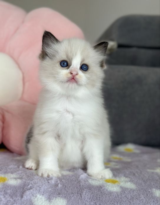 Piękna koteczka ragdoll rodowód FPL