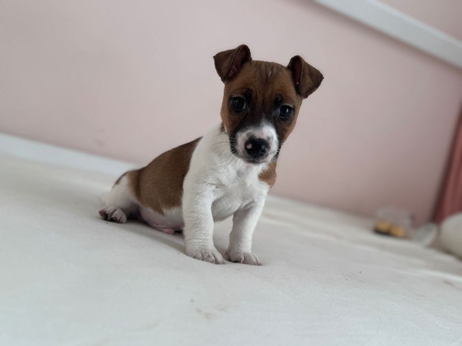 Jack Russell Terrier - piesek :)