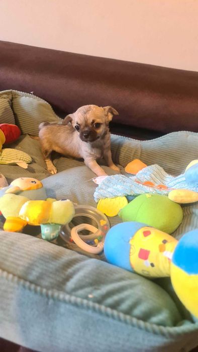 Sunia Chihuahua z rodowodem 3 mc