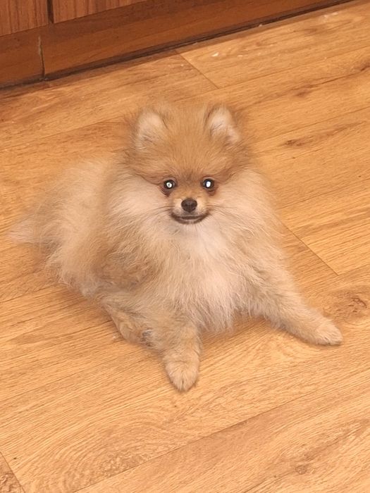 Мальчик померанского шпица