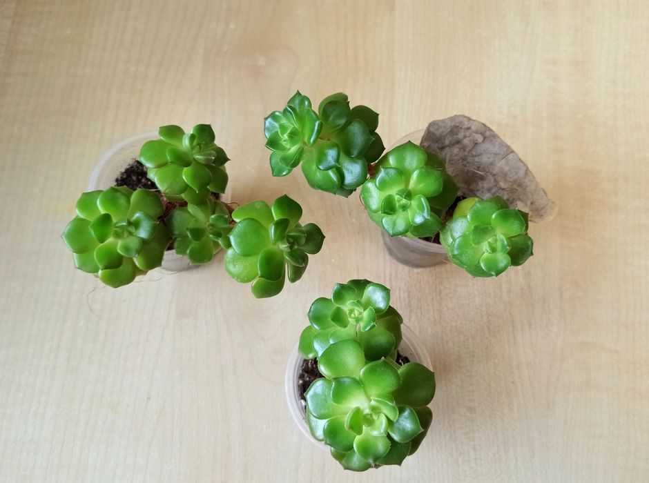 Сукуленти, рослини для сонячних вікон