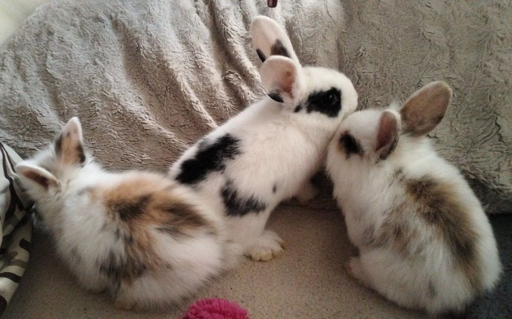 Декоративні кролики