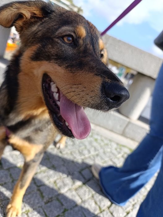 Bibi uma cadela muito amorosa!