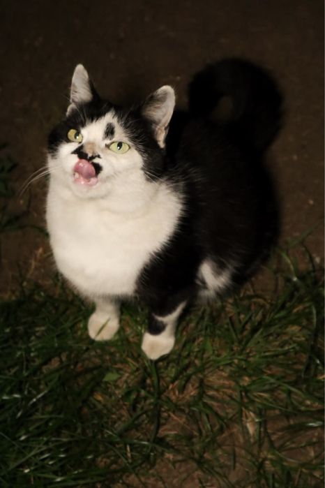 Киця Аліса шукає новий дім