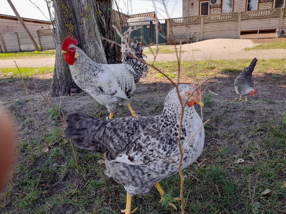 Инкубационное яйцо. Кременчуг.