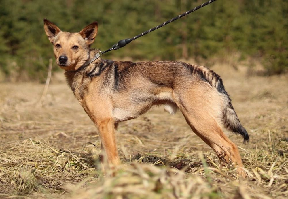 Młody, nieśmiały piesek szuka domu  / do adopcji