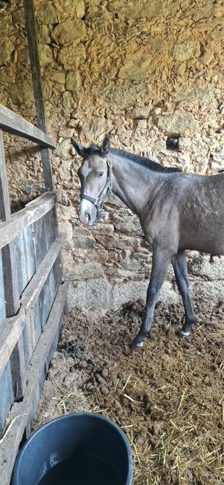Poldra PSL com 10meses