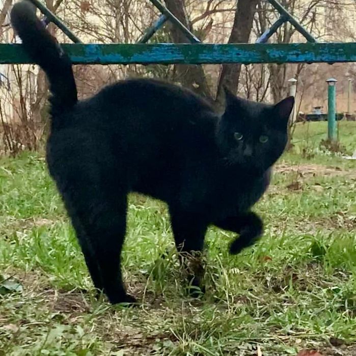 Отдам черного кота, 3 года, кастрирован