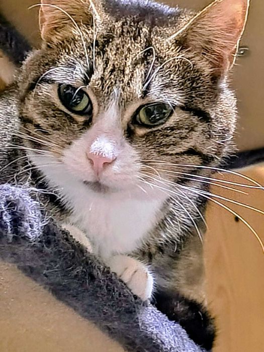 Karolina – zielonooka dama