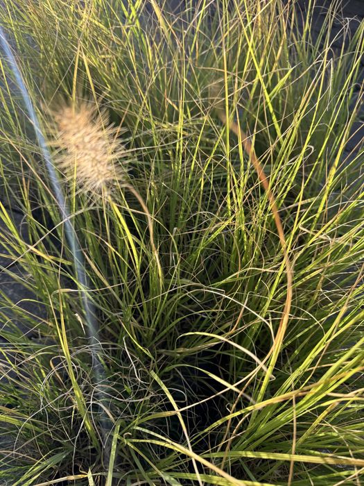 Pennisetum.