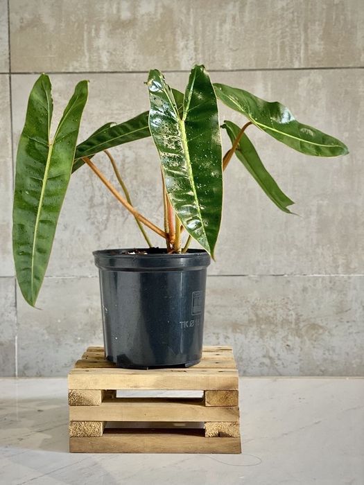 Філодендрон Білліє (Philodendron billietiae)