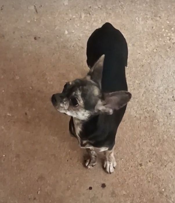 chihuahua macho | lop | microchip | vacinas em dia