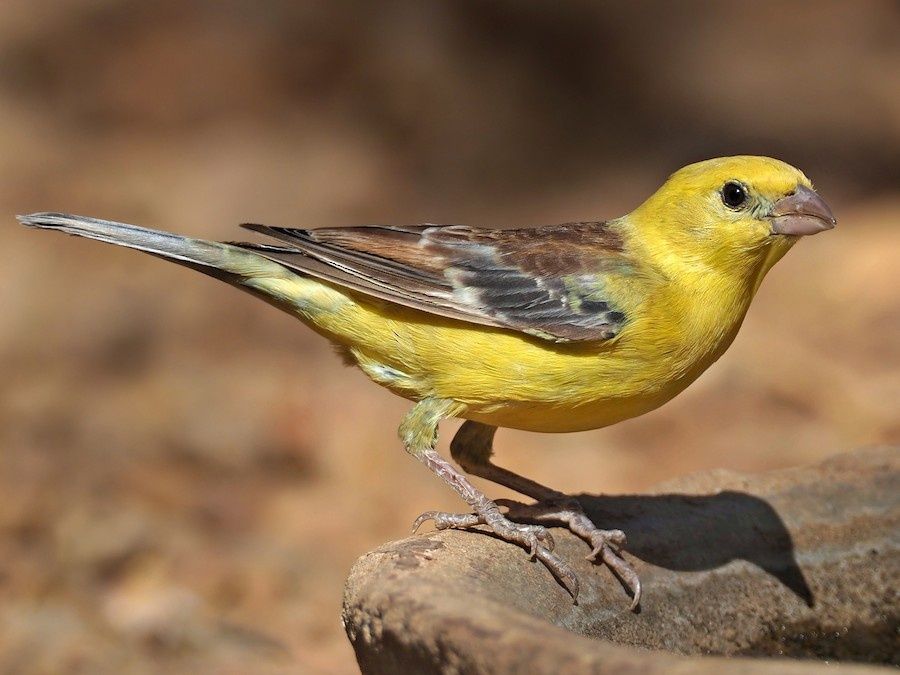 Wróbel cytrynowy (Passer luteus)