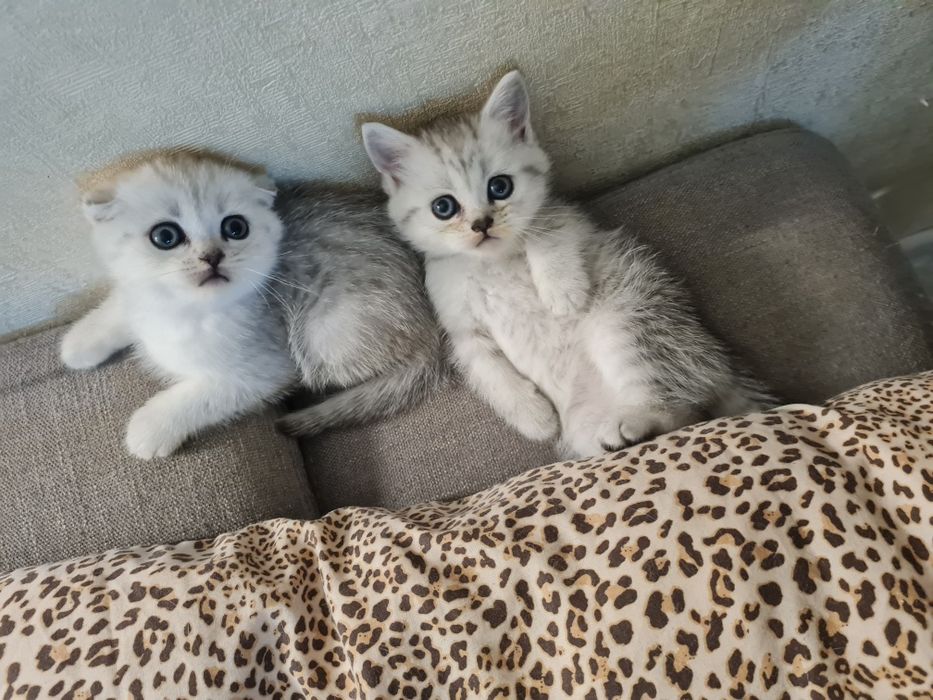 Шотландские котята, серебристая шиншилла