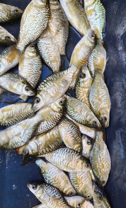 Karp Lampas, oryginalna łuska, unikat
