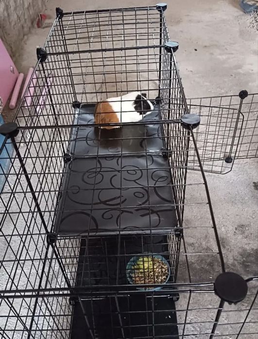 Jaula nova para animais - nao negociavel