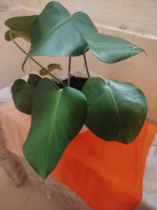 Planta Monstera Deliciosa (Costela-de-Adão) – 40 cm de Altura