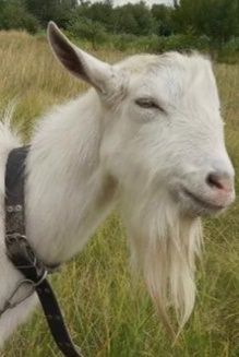 Продам зааненского козла.