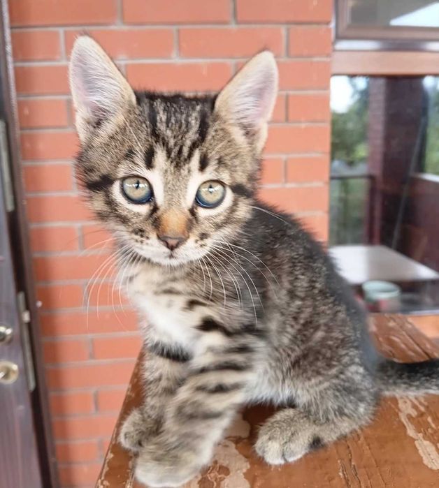 Отдам бесплатно красивого котенка