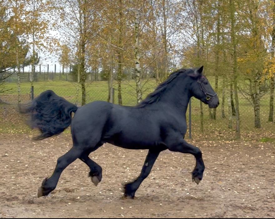 Ogier Fryzyjski - zaprzegany, przyjął siodło