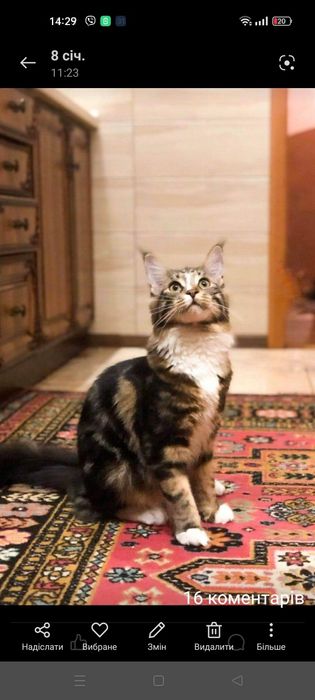 Чистокровні кошенята Мейн кун