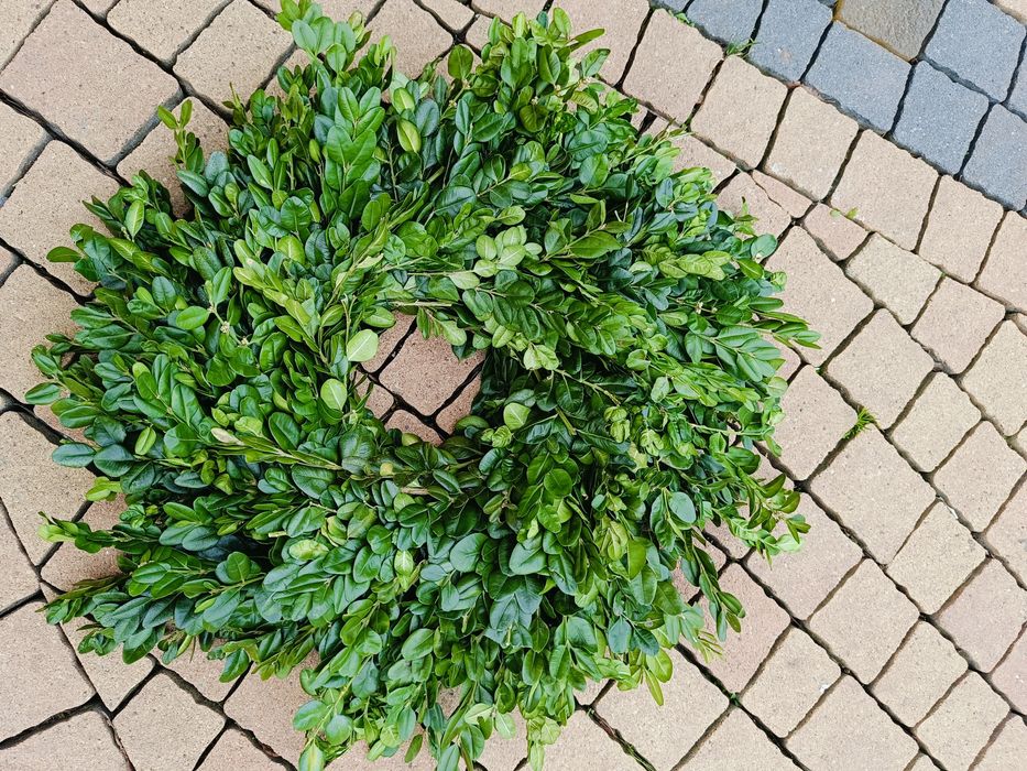 Wianek Wielkanocny żywy z bukszpanu 40cm