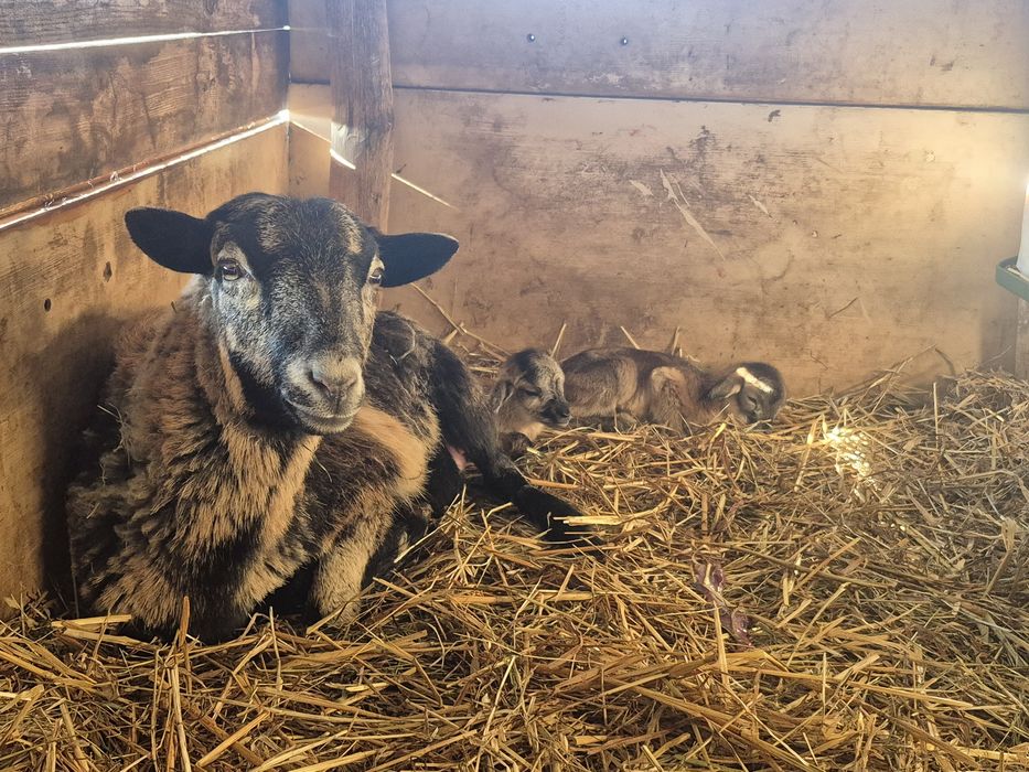 Owca kamerunska z młodymi