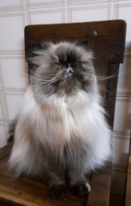 Gatinho persa Uma perfeição
