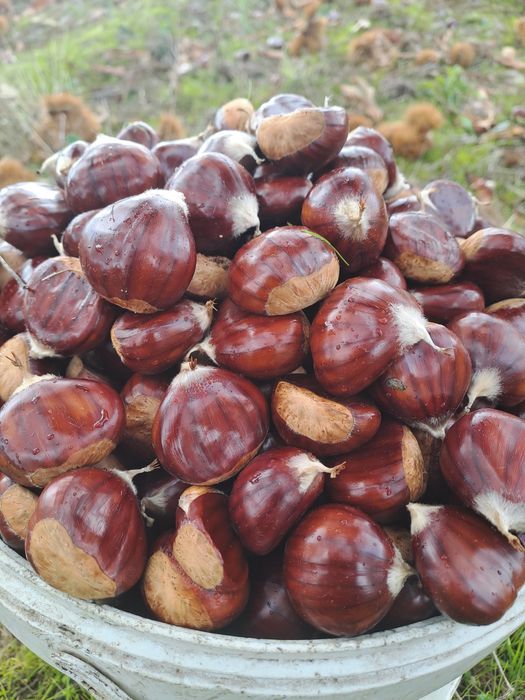 Vendo Castanhas de Qualidade