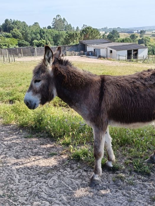 Vendo burro macho