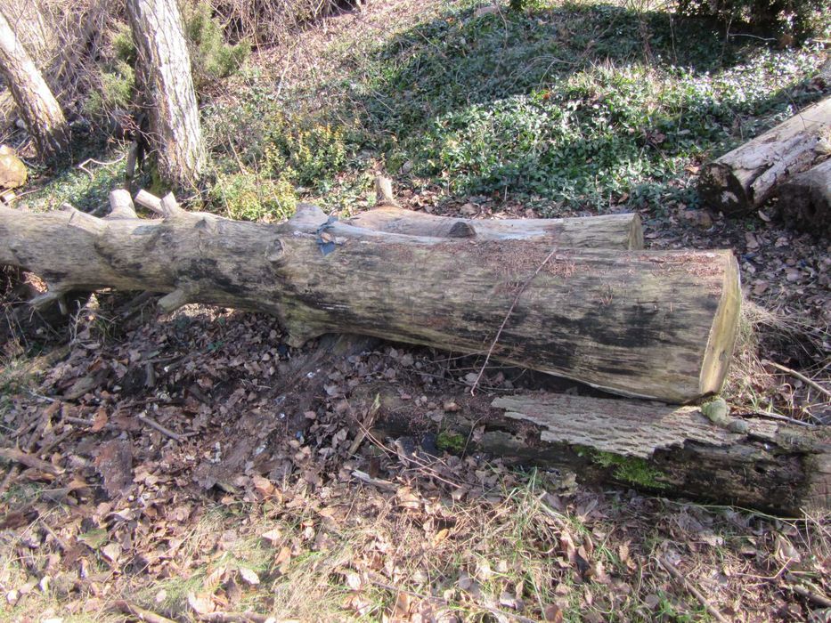 Drzewo dab do opalu i meblarstwa