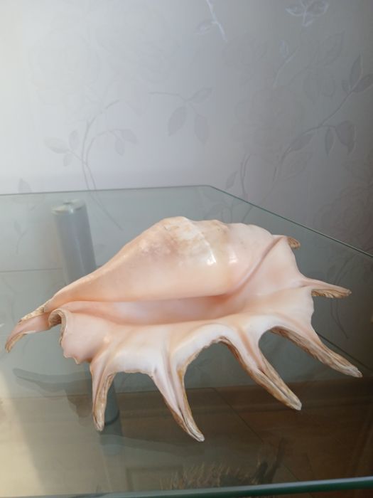 Ракушки морские,океанические,большие