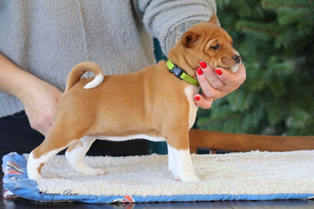 Suczka szczenię Basenji