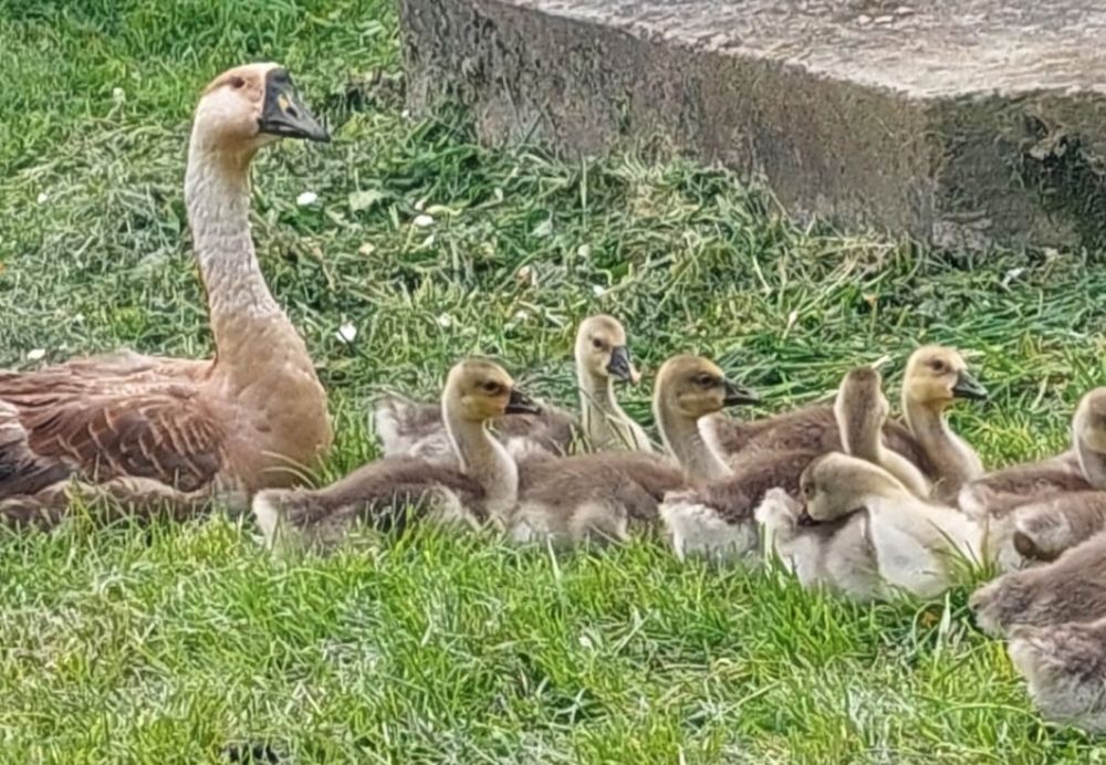 Молода Сім'я на стадо!