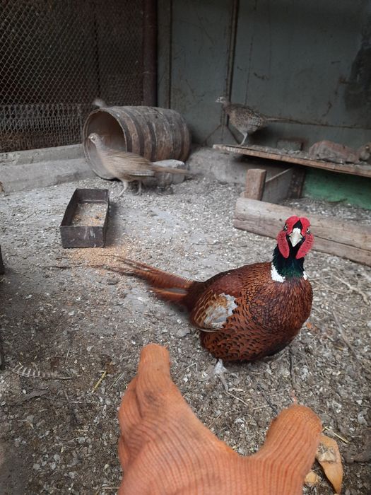 Інкубаційне яйце мисливського фазана