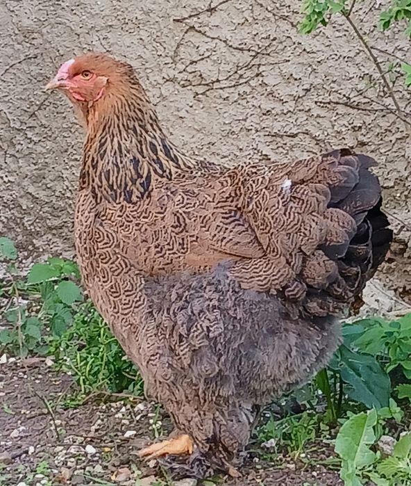 OVOS galados galinhas Brahmas perdiz dourado Brahmas light negro