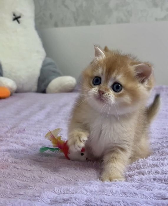 Шотландський хлопчик золота шиншила