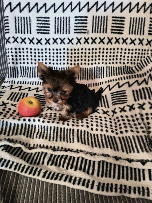 Yorkshire terrier,  york - malutki